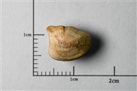 Arius maculatus otolith fossil Collection Image, Figure 2, Total 2 Figures